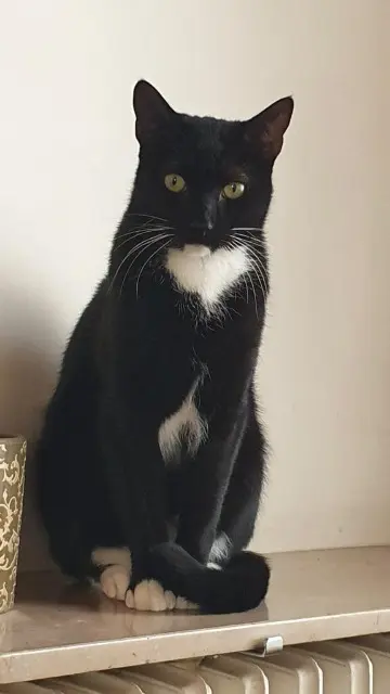 chat reunited   92100 Boulogne-Billancourt TITUS