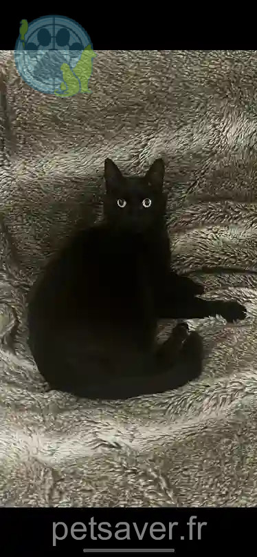 Chat Trouvé 92 Hauts-de-Seine Boulogne-Billancourt - Andy Chat Trouvé 92 Hauts-de-Seine Boulogne-Billancourt - Andy