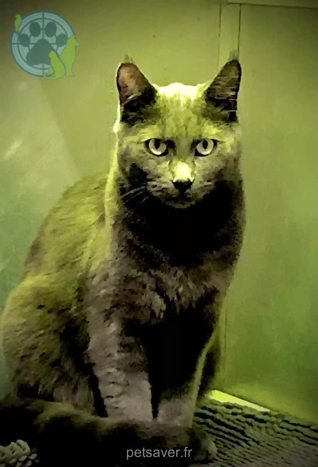 Chat Perdu 92 Hauts-de-Seine Boulogne-Billancourt - Grizou Chat Perdu 92 Hauts-de-Seine Boulogne-Billancourt - Grizou