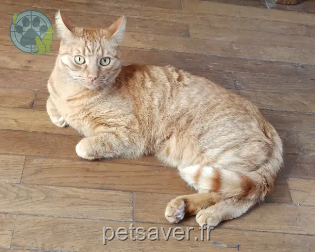 chat reunited   92100 Boulogne-Billancourt Richie
