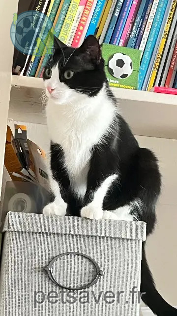 chat reunited   92100 Boulogne-Billancourt Simba