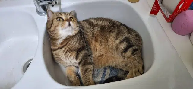 chat reunited   92100 Boulogne-Billancourt Watson