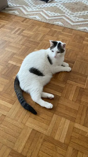 chat reunited   92130 Issy-les-Moulineaux Bounty