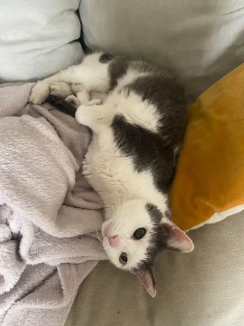 chat reunited   92700 Colombes Chalala