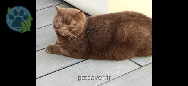 chat reunited 92500 Rueil-Malmaison Chat