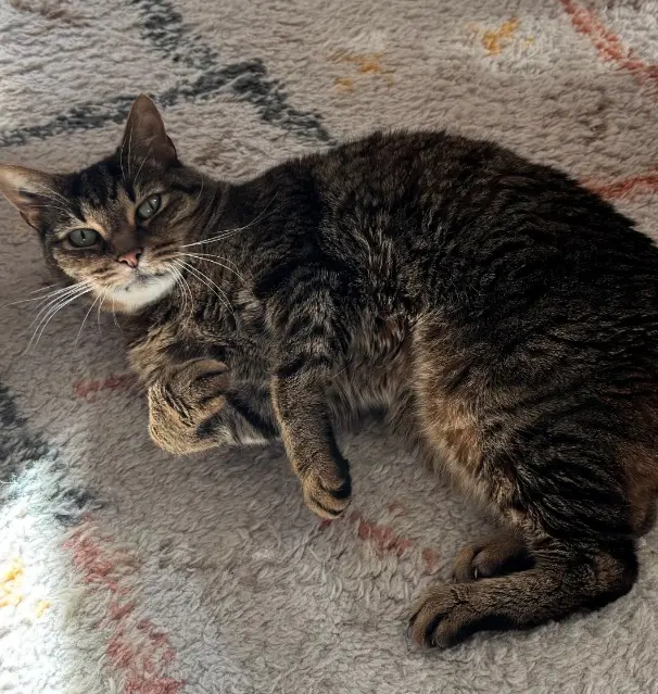 gato reunited   92400 Courbevoie Galaad