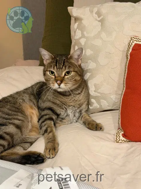 chat reunited 92330 Sceaux Gaston