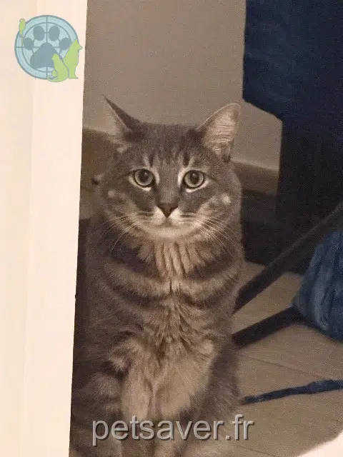 chat reunited 92290 Châtenay-Malabry Ghost