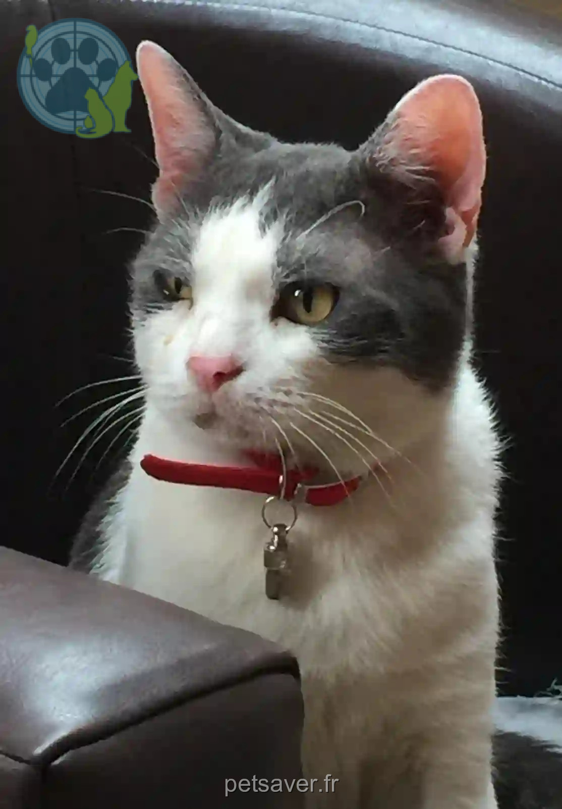 Chat Perdu 92 Hauts-de-Seine - Gibs Chat Perdu 92 Hauts-de-Seine - Gibs