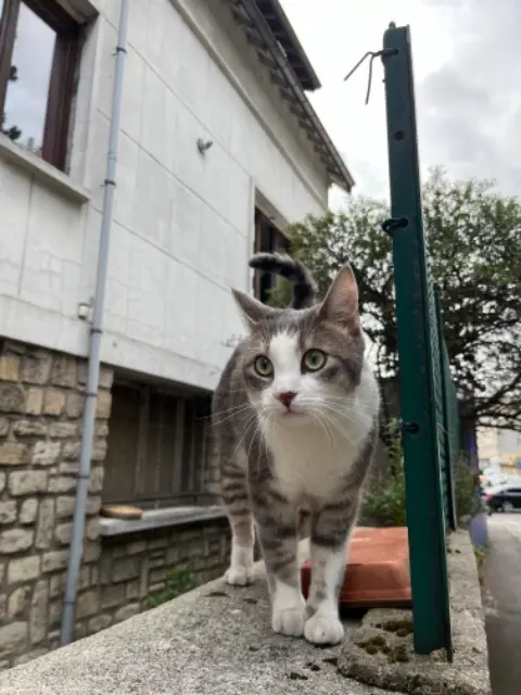 chat reunited   92240 Malakoff Gilgamèche