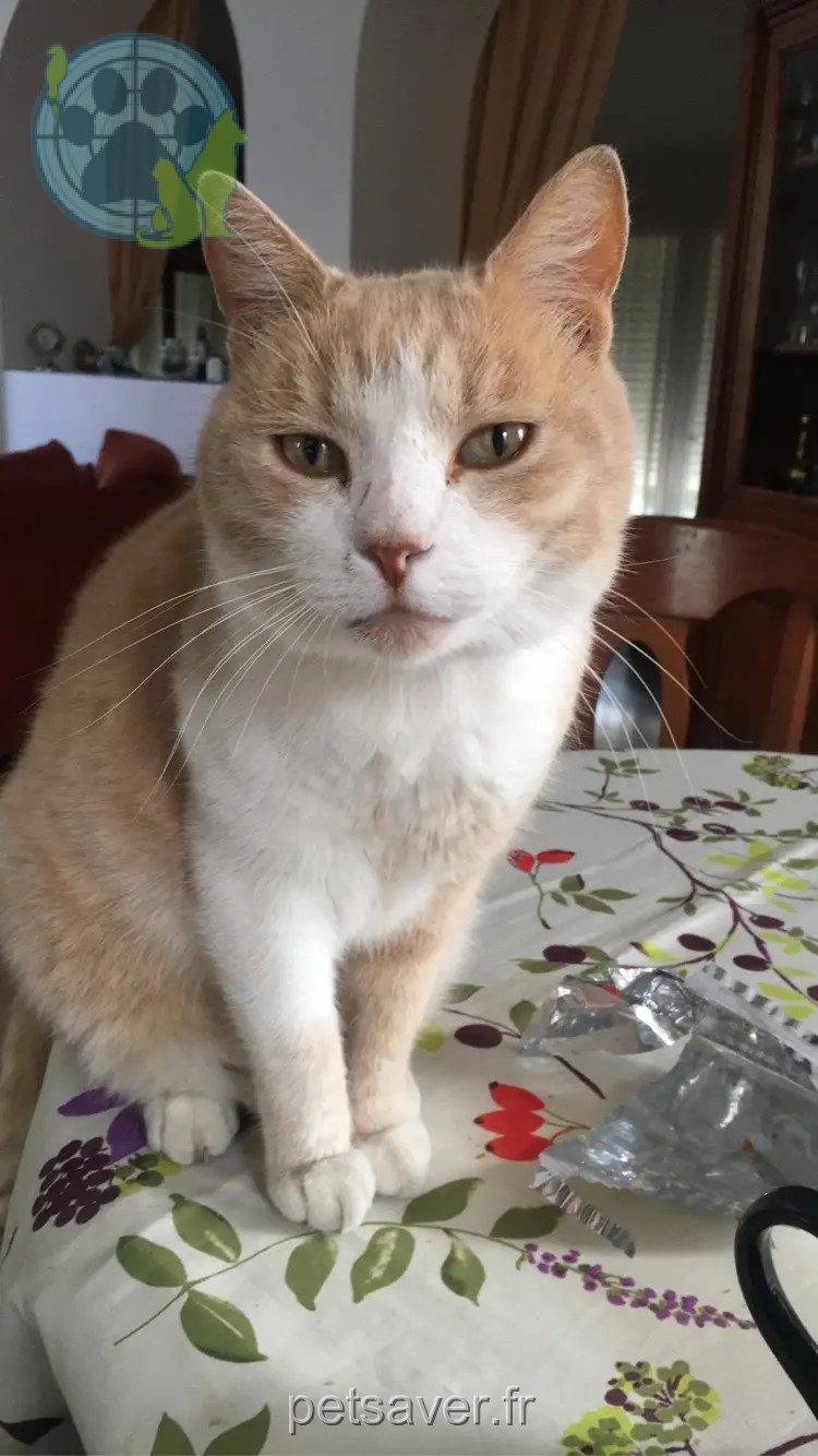 gato reunido 21 Rue Pierre Brossolette 92500 Rueil-Malmaison Gimmick gato reunited 21 Rue Pierre Brossolette 92500 Rueil-Malmaison Gimmick
