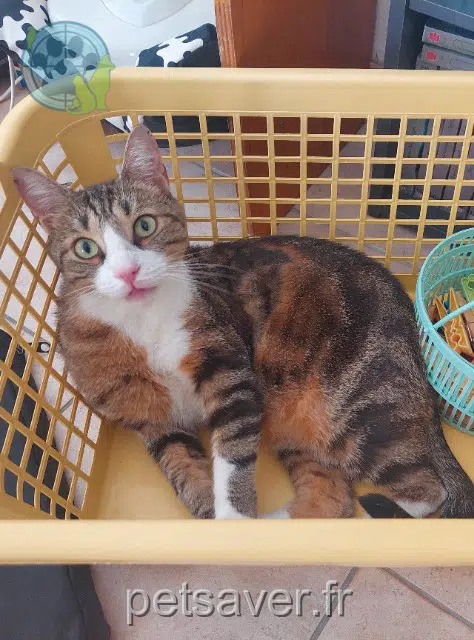 chat reunited 92320 Châtillon Guizmo