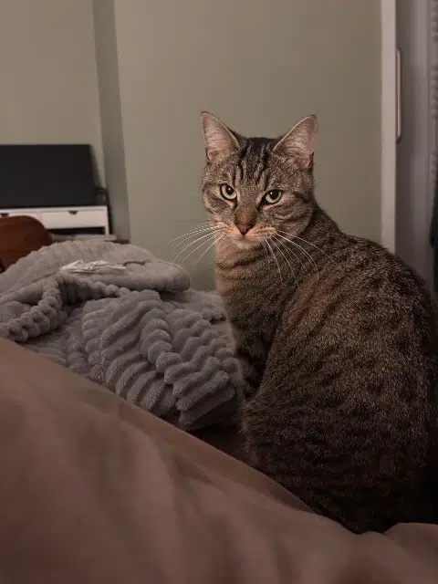 chat retrouvé 92320 Châtillon Gustave chat reunited 92320 Châtillon Gustave