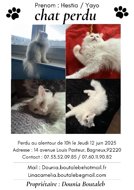 chat reunited   92220 Bagneux Hestia