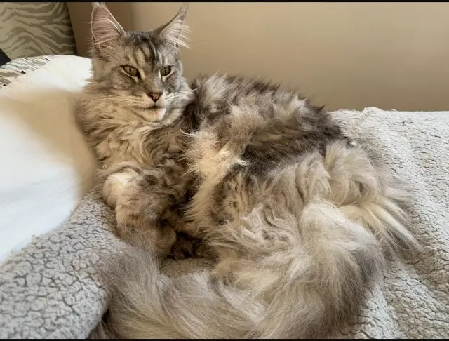 chat reunited   92210 Saint-Cloud Jack Sparrow