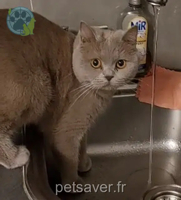 chat reunited 92130 Issy-les-Moulineaux Junior