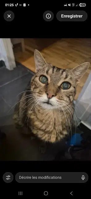 chat reunited   92500 Rueil-Malmaison Kartouche