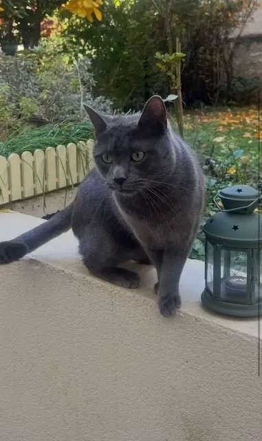 chat reunited   92250 La Garenne-Colombes Kobe