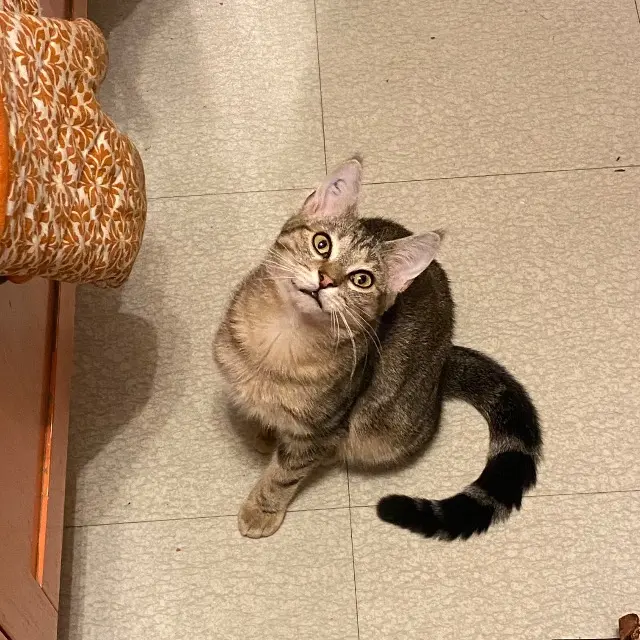chat reunited   92600 Asnières-sur-Seine Latte