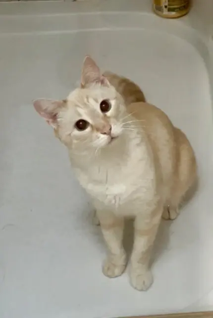 chat reunited   92260 Fontenay-aux-Roses Loki