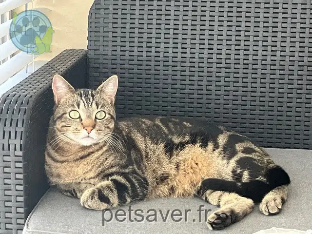 Kater reunited   92500 Rueil-Malmaison Lulu