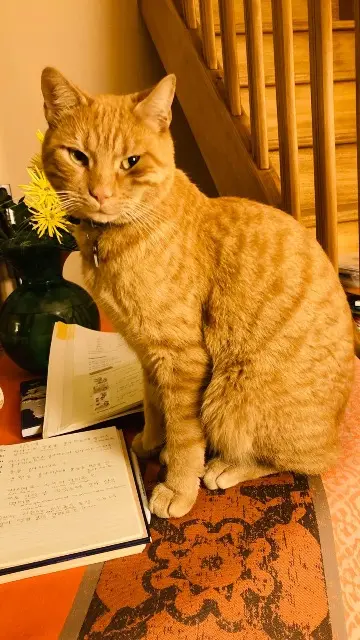 chat reunited   92130 Issy-les-Moulineaux Mahe