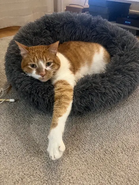 chat reunited   92110 Clichy Mickey