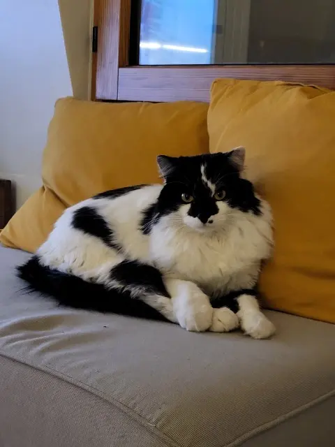 chat reunited   92170 Vanves Mimo
