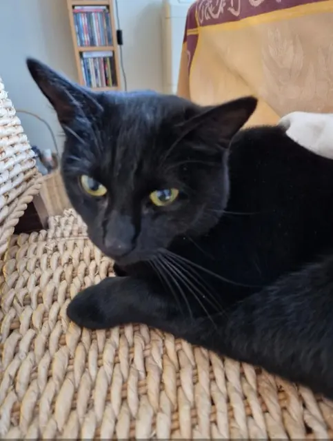 chat reunited   92110 Clichy Moana