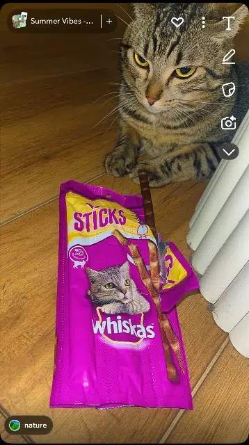 chat reunited   92230 Gennevilliers Mufasa