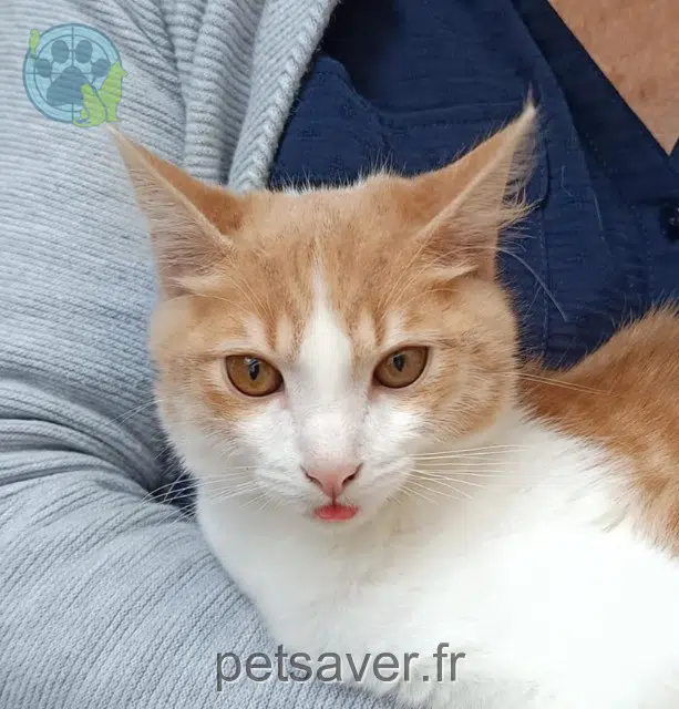 chat reunited   92220 Bagneux Mushu