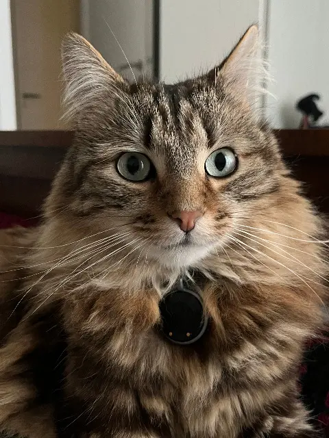 chat reunited   92130 Issy-les-Moulineaux Noisette