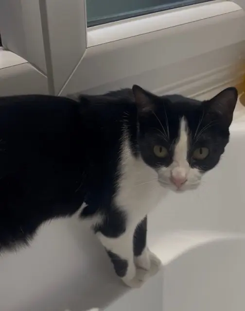 chat reunited   92330 Sceaux Orezza