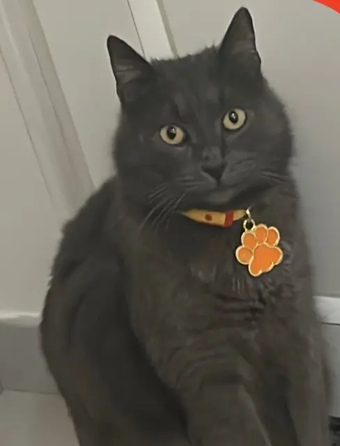 chat reunited   92700 Colombes Oscar