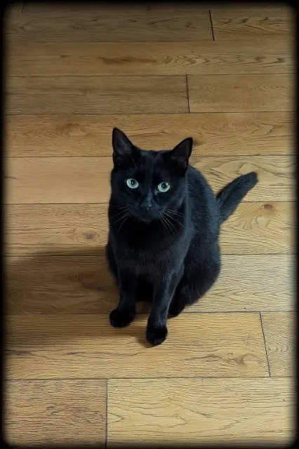 chat reunited   92500 Rueil-Malmaison Pepito