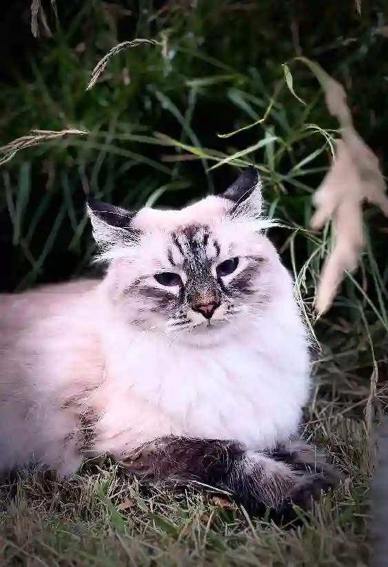 Chat Trouvé 92 Hauts-de-Seine - Petrus Chat Trouvé 92 Hauts-de-Seine - Petrus