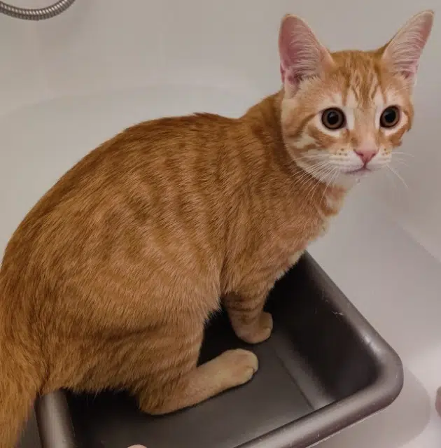 chat reunited   92500 Rueil-Malmaison Pixel