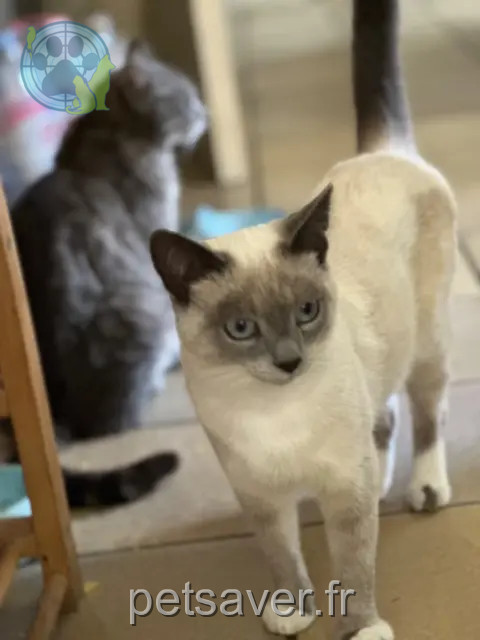 chat reunited   92420 Vaucresson Pompon
