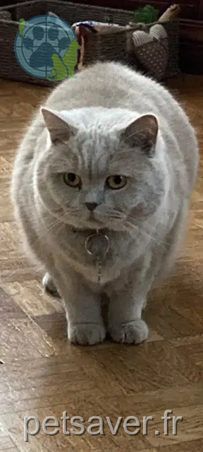 chat reunited 92140 Clamart Poupy