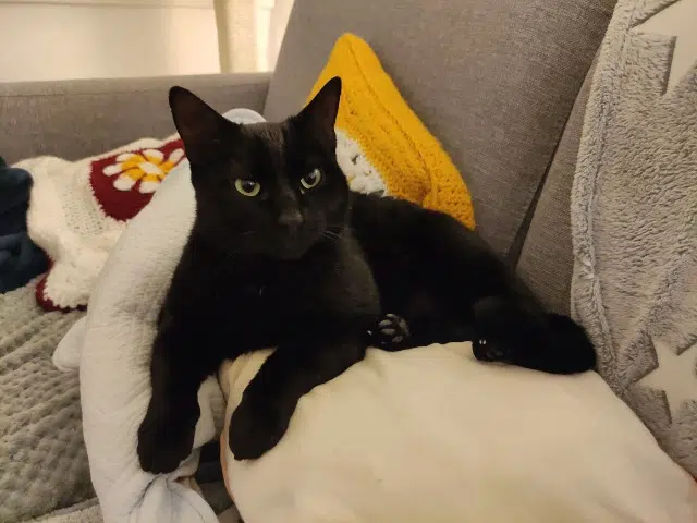 chat reunited   92000 Nanterre Rafa