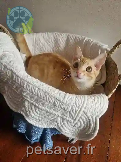 Chat Trouvé 92 Hauts-de-Seine - Romeo Chat Trouvé 92 Hauts-de-Seine - Romeo
