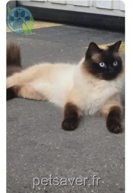 gatto reunited 92000 Nanterre Rondo