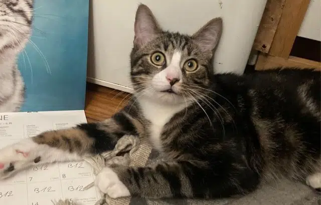 chat reunited   92700 Colombes Sam