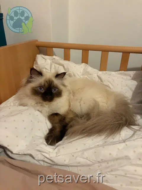 gato reunited   92140 Clamart Sifnos