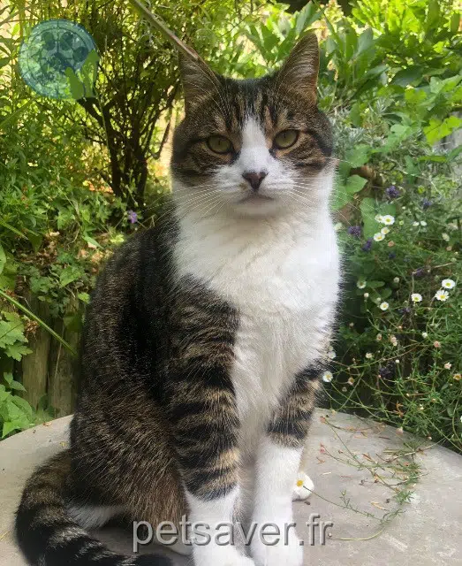 chat reunited    Meudon Simba