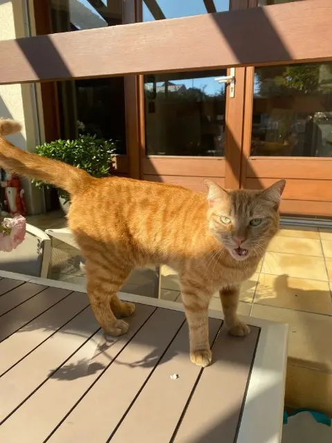 chat reunited   92500 Rueil-Malmaison Simba
