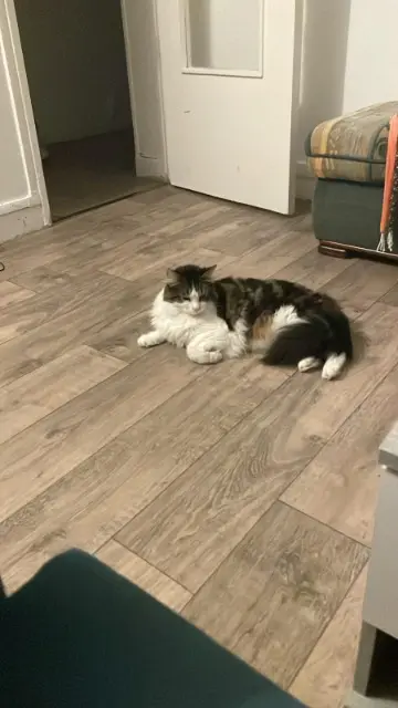 chat reunited   92290 Châtenay-Malabry Simba