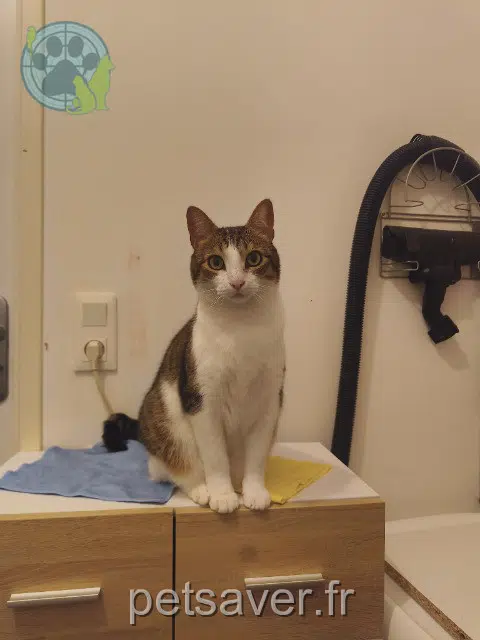 chat reunited   92150 Suresnes Simba