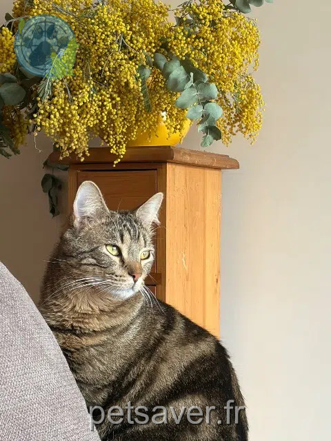 chat reunited   92300 Levallois-Perret Sky