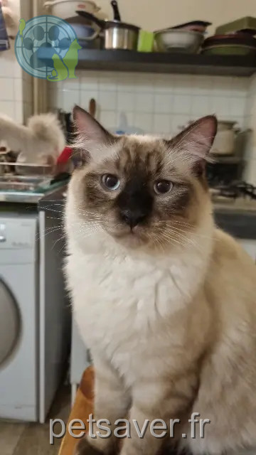 chat reunited 92150 Suresnes Smoky